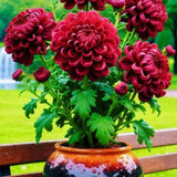 Double-Petal Chrysanthemums Seeds + 100 grams Organic Pot Mix Free Quirky Home Essentials